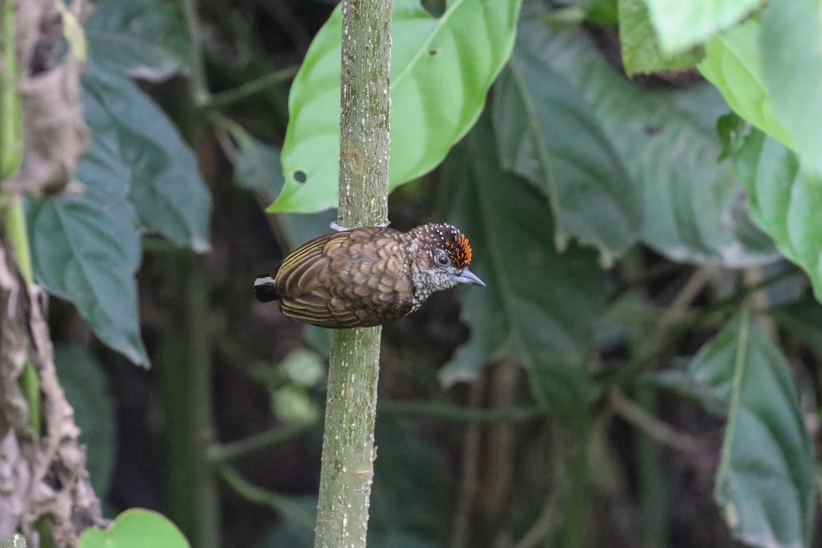 Scaled Piculet - Ian Thompson