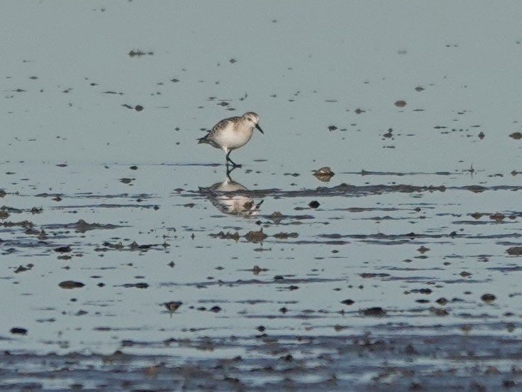 Sanderling - ML609719683