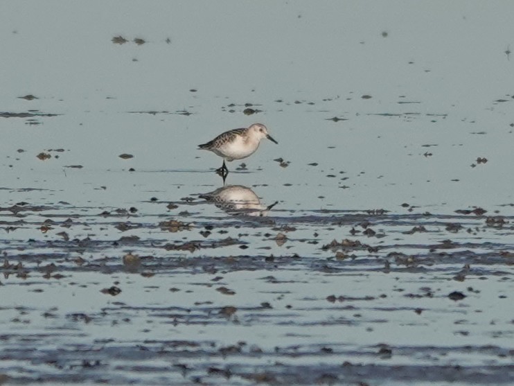 Sanderling - ML609719687