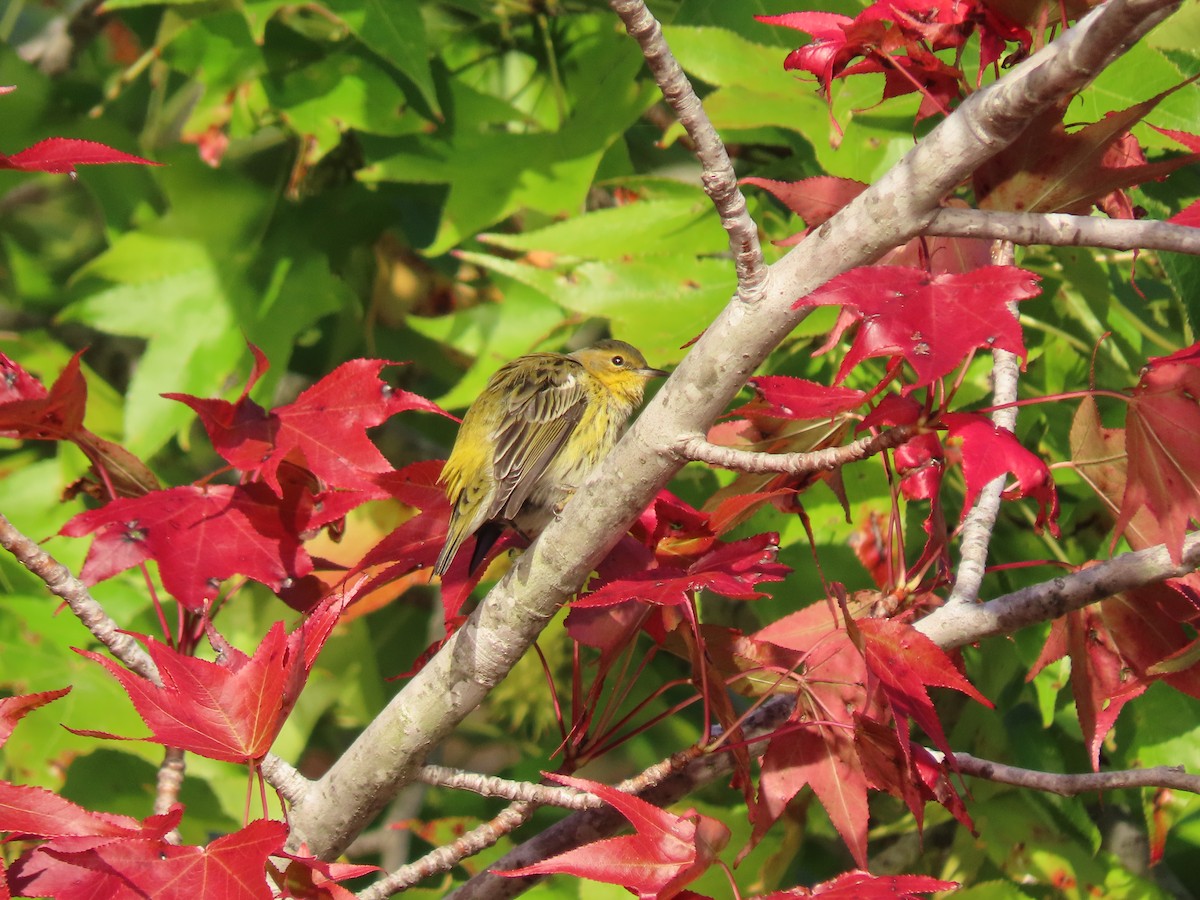 Cape May Warbler - ML609719755