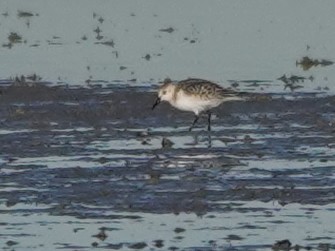 Sanderling - ML609719766