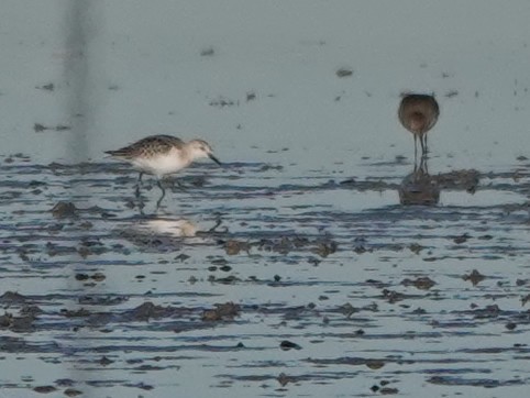 Sanderling - ML609719779