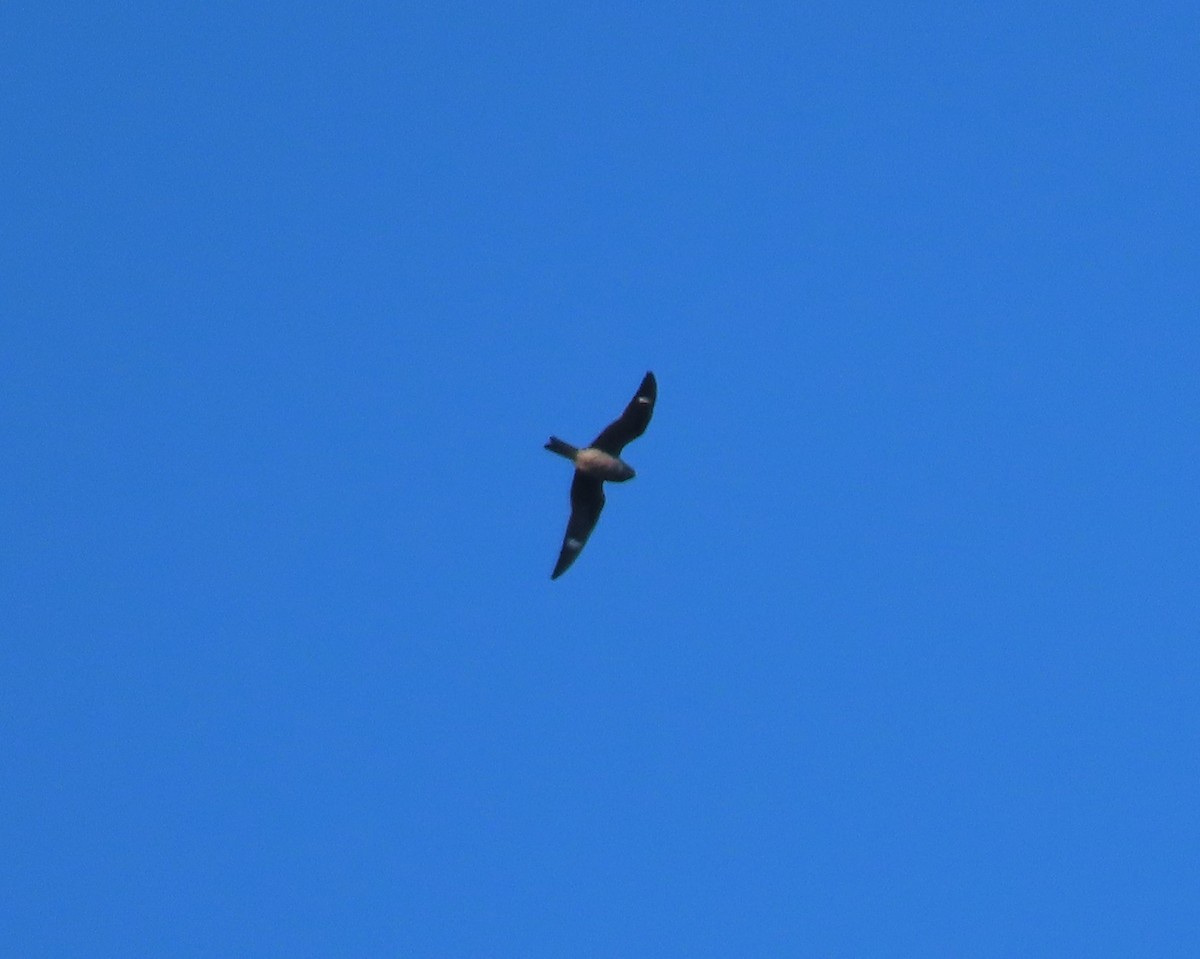 Common Nighthawk - Lori Arent