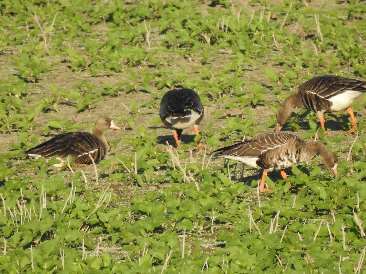 Greater White-fronted Goose - ML609719825