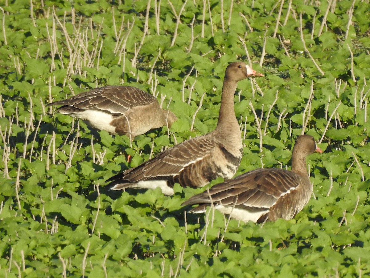 Greater White-fronted Goose - ML609719864