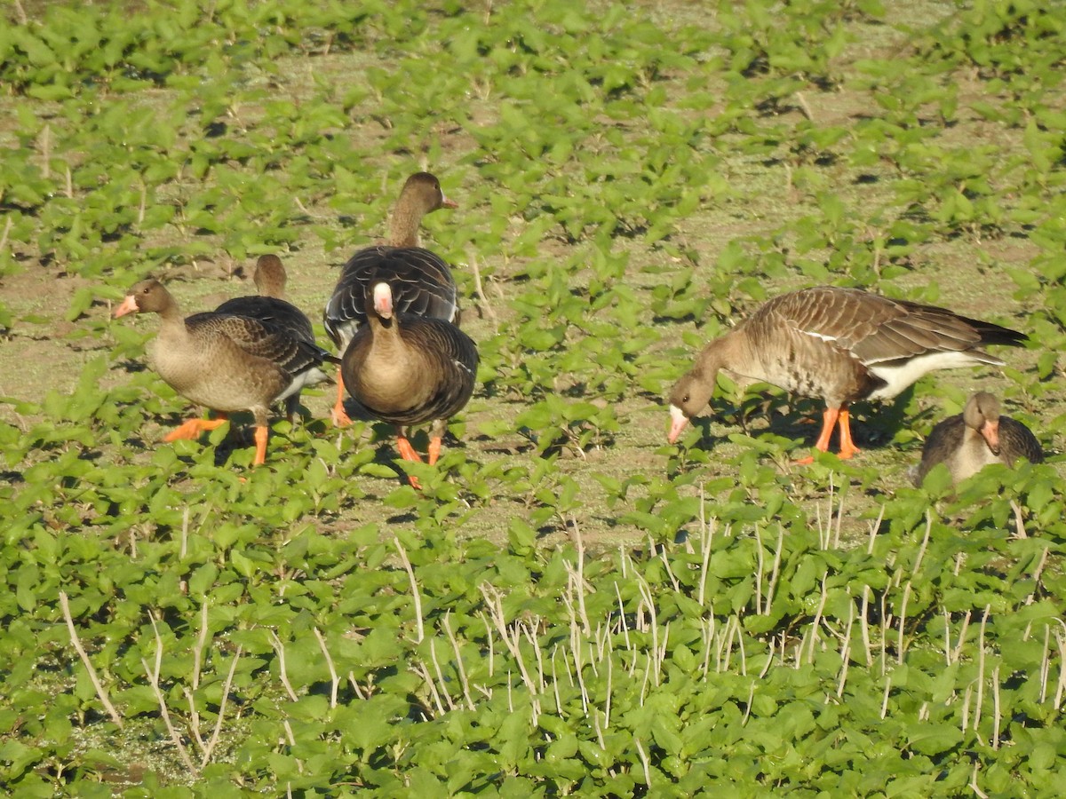 Greater White-fronted Goose - ML609719866