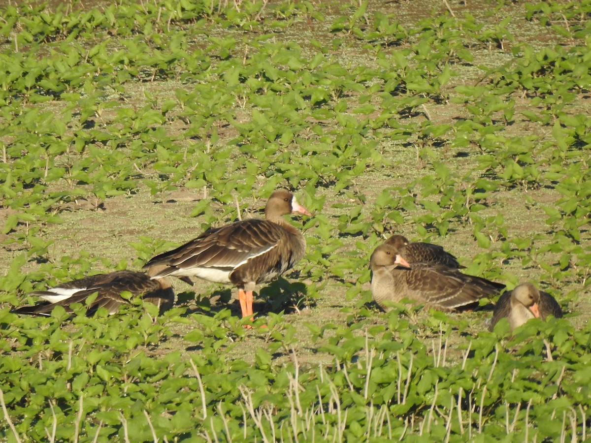 Greater White-fronted Goose - ML609719868