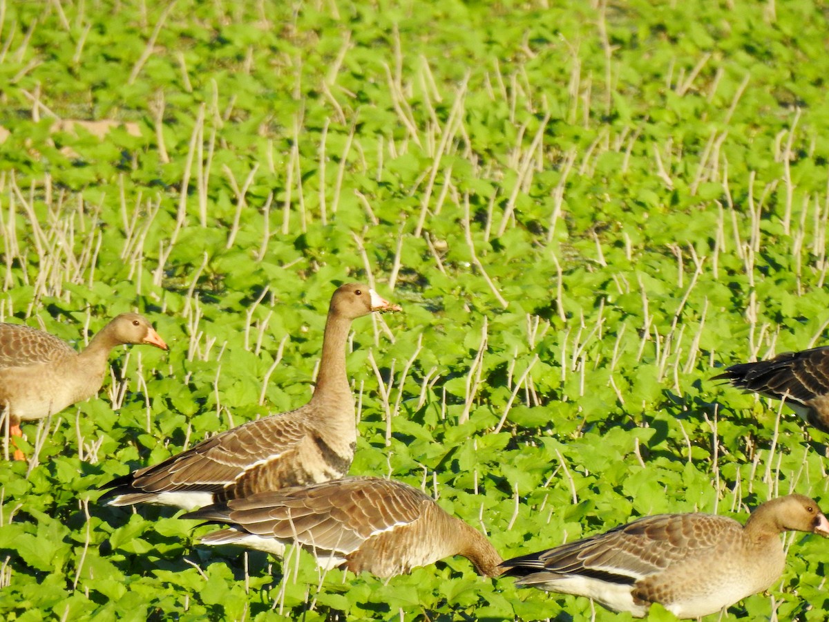 Greater White-fronted Goose - ML609719869