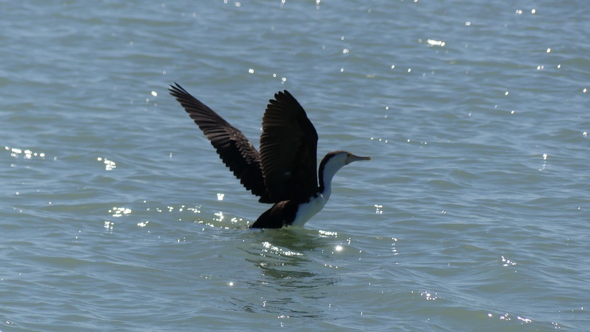 Pied Cormorant - ML609719949