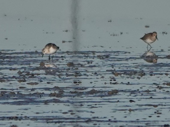 Sanderling - ML609720035