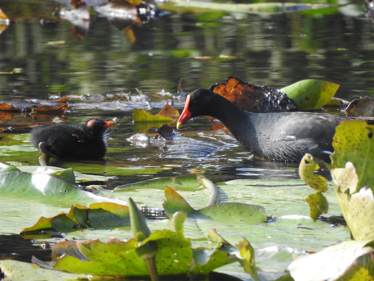 Common Gallinule - Sergio Chaparro-Herrera