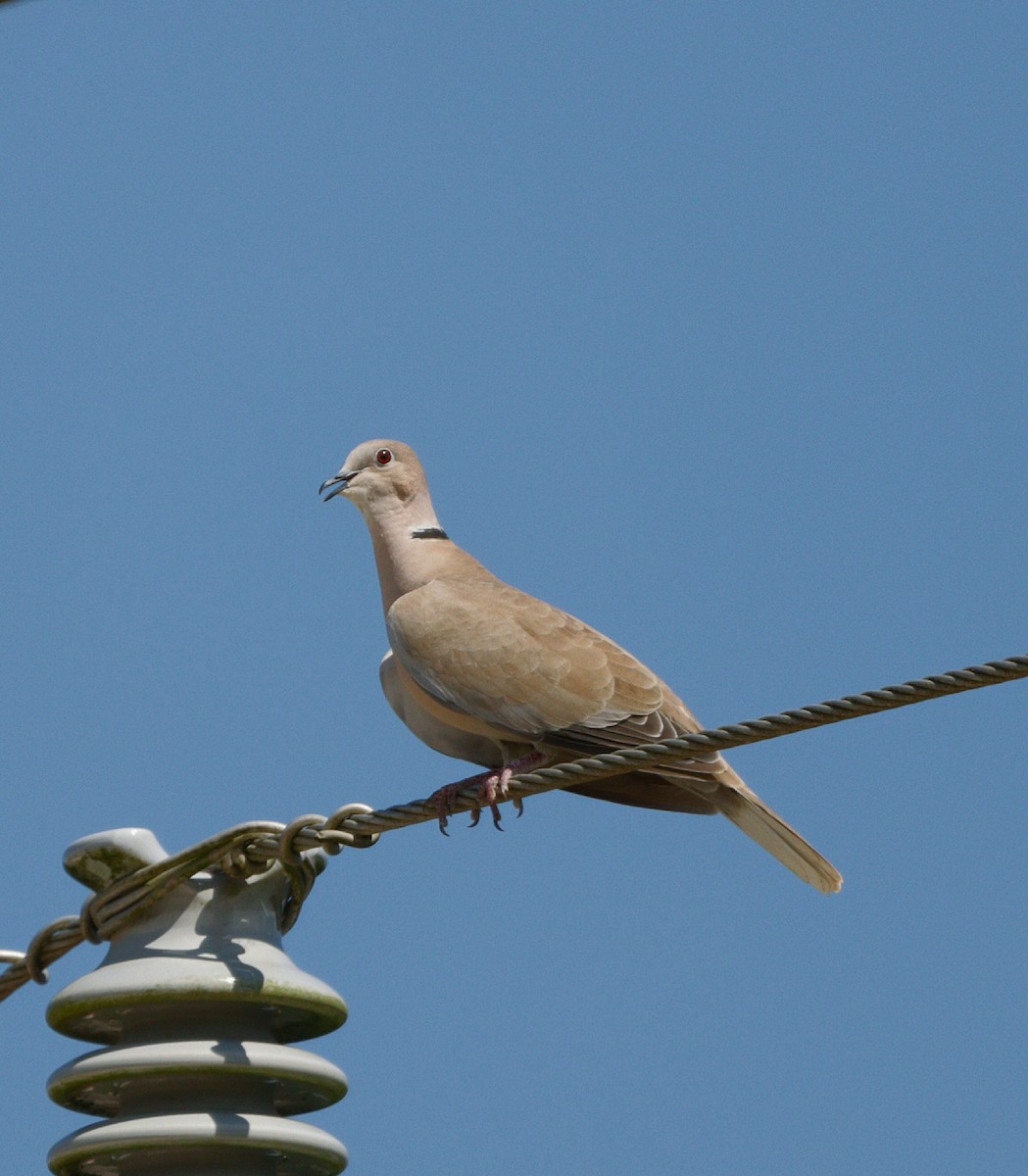 Eurasian Collared-Dove - ML609720084