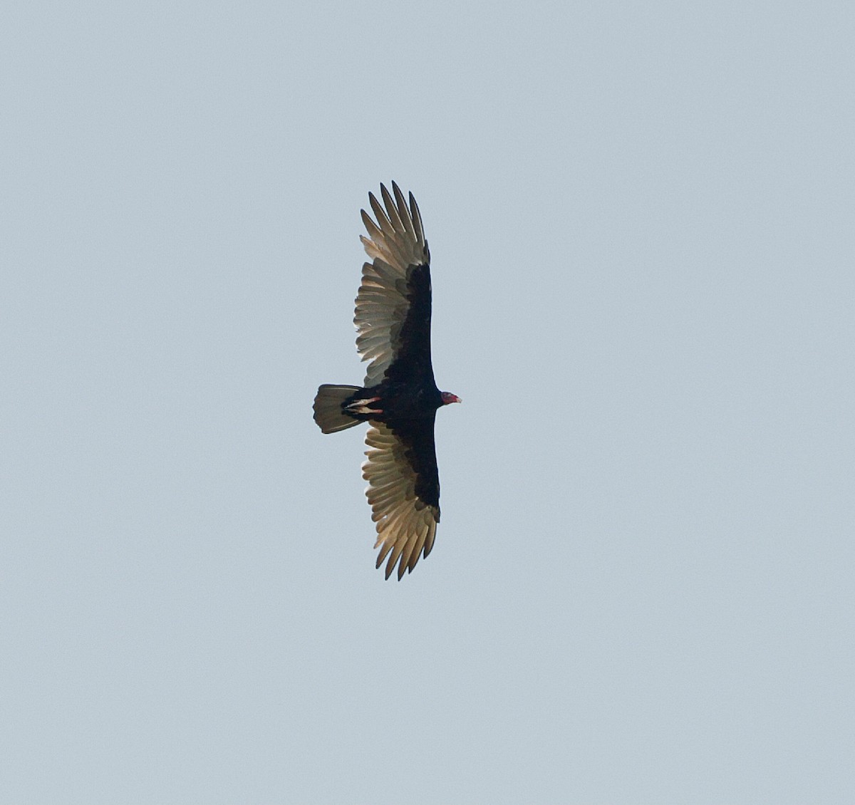 Turkey Vulture - ML609720087