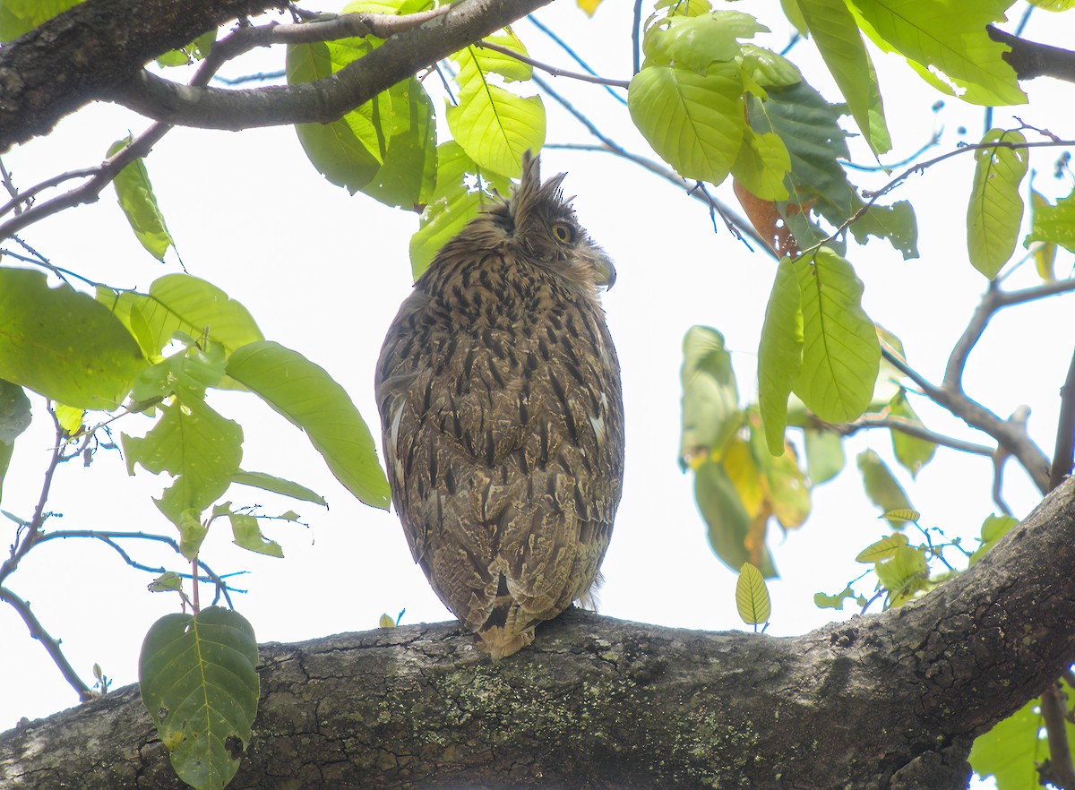 Brown Fish-Owl - ML609720109