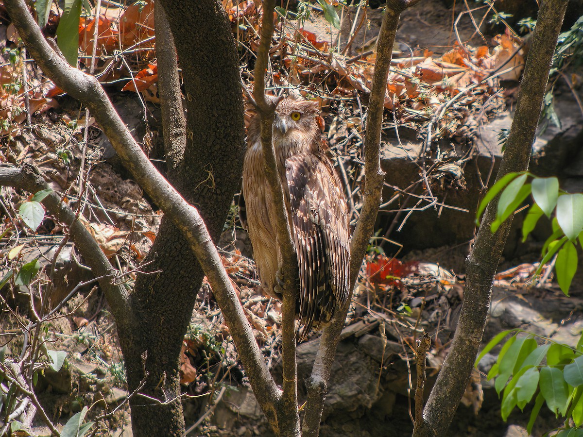 Brown Fish-Owl - ML609720110