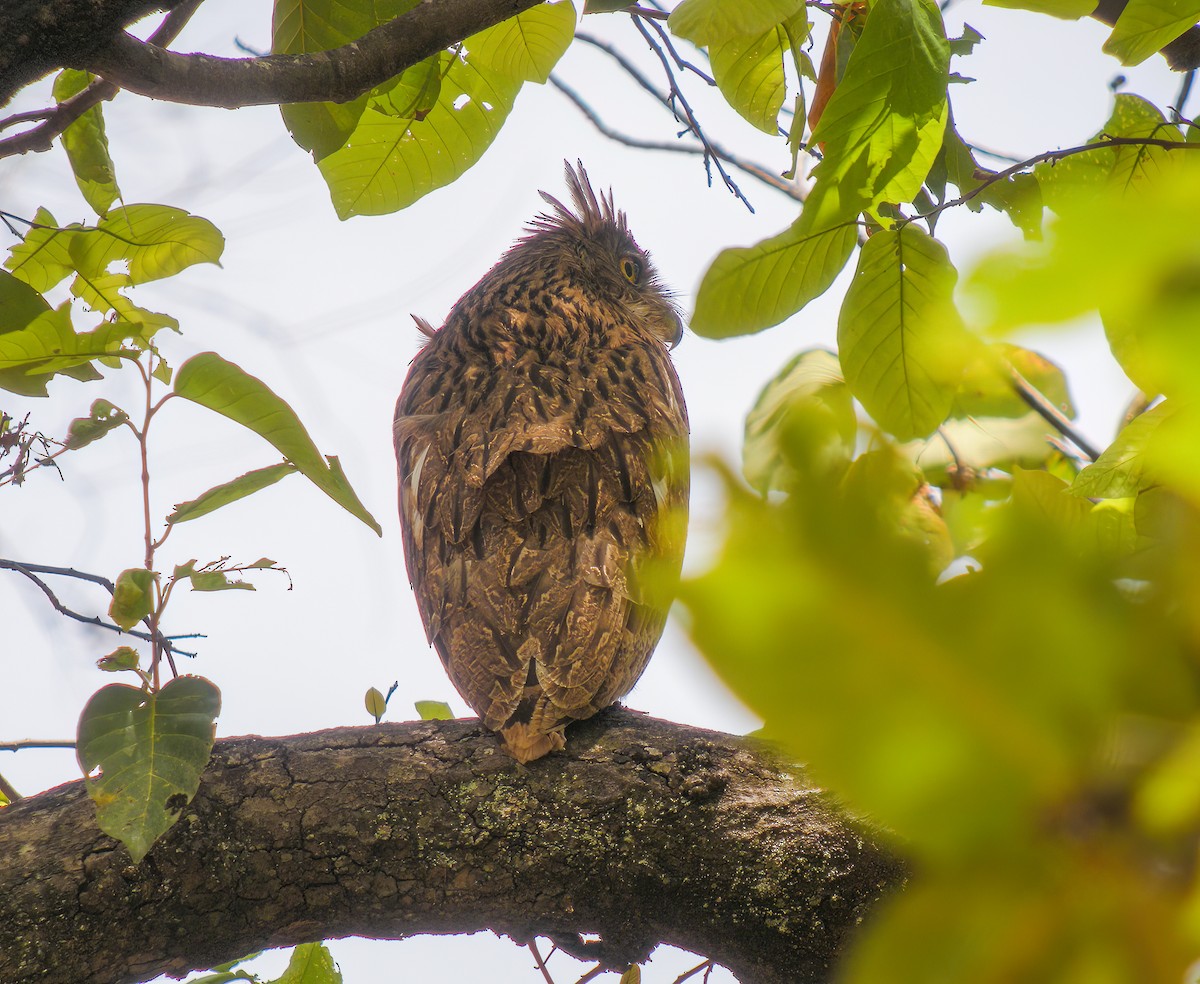 Brown Fish-Owl - ML609720112