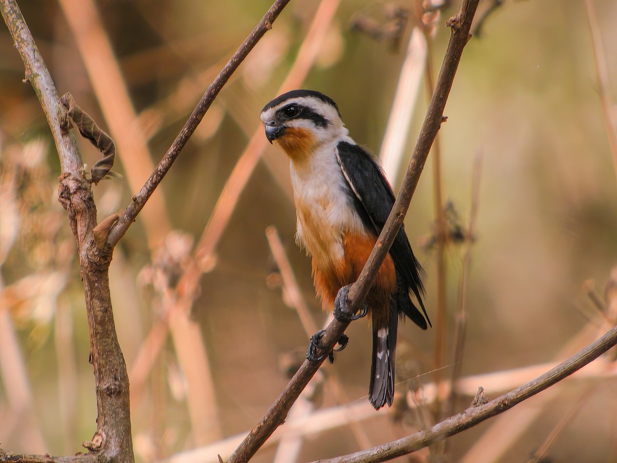 Collared Falconet - ML609720120