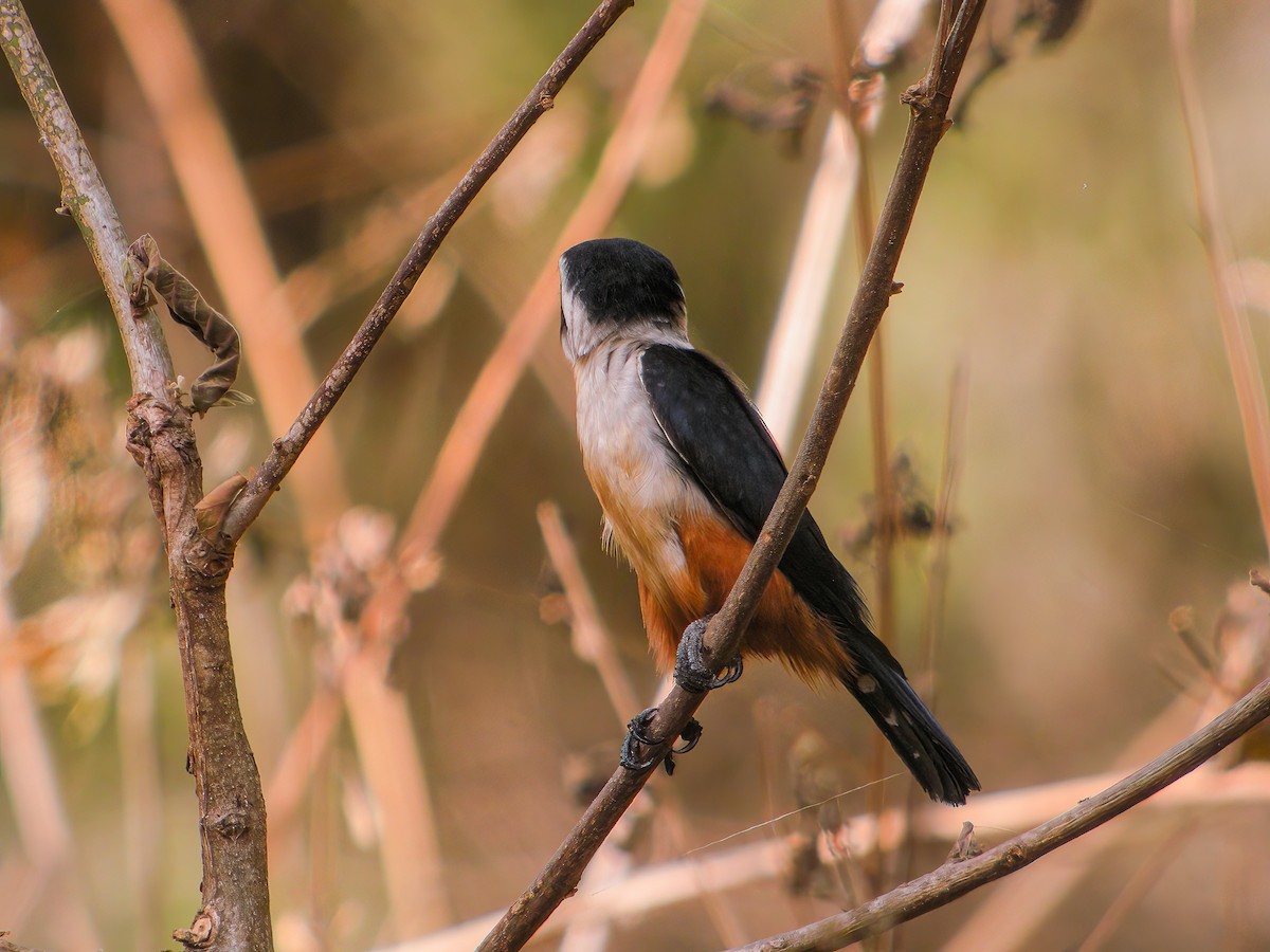 Collared Falconet - ML609720121