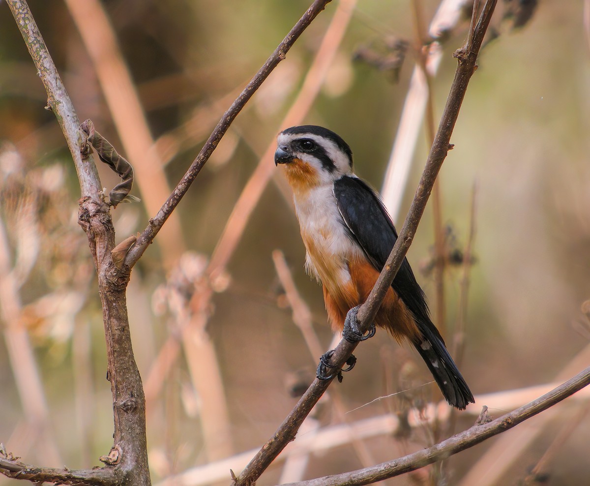 Collared Falconet - ML609720122