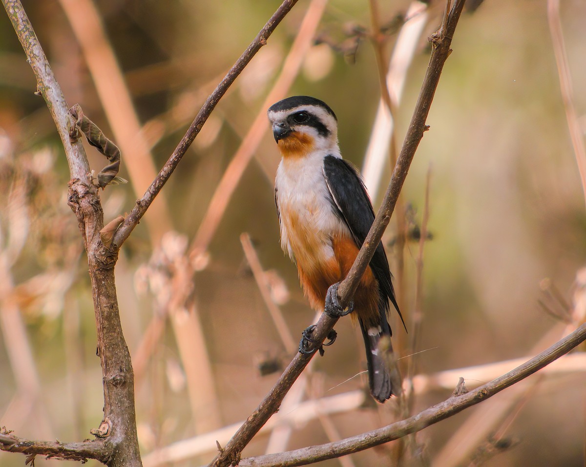 Collared Falconet - ML609720123