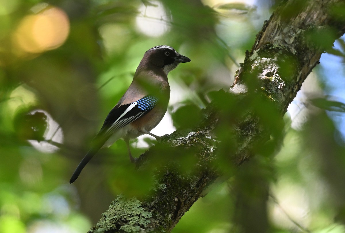 Eurasian Jay - Shigeyuki Mukawa