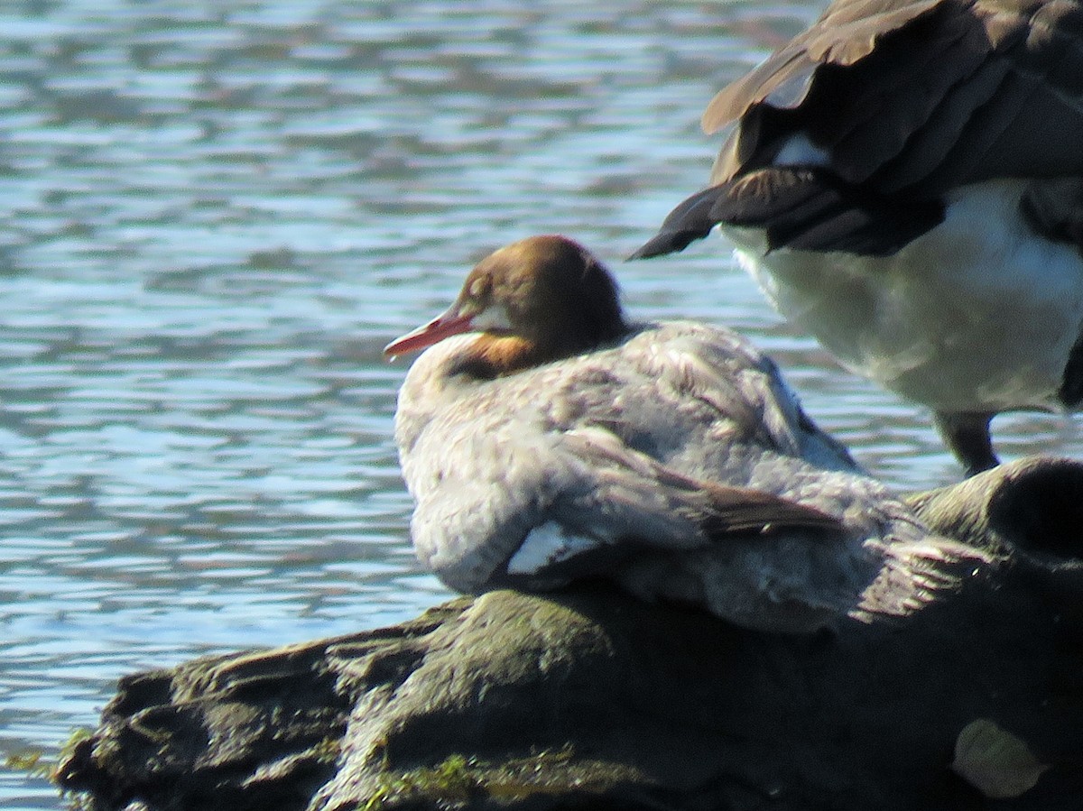 Common Merganser - ML609720186