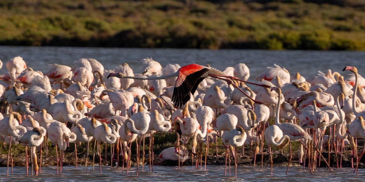 Greater Flamingo - Sean Sparrow