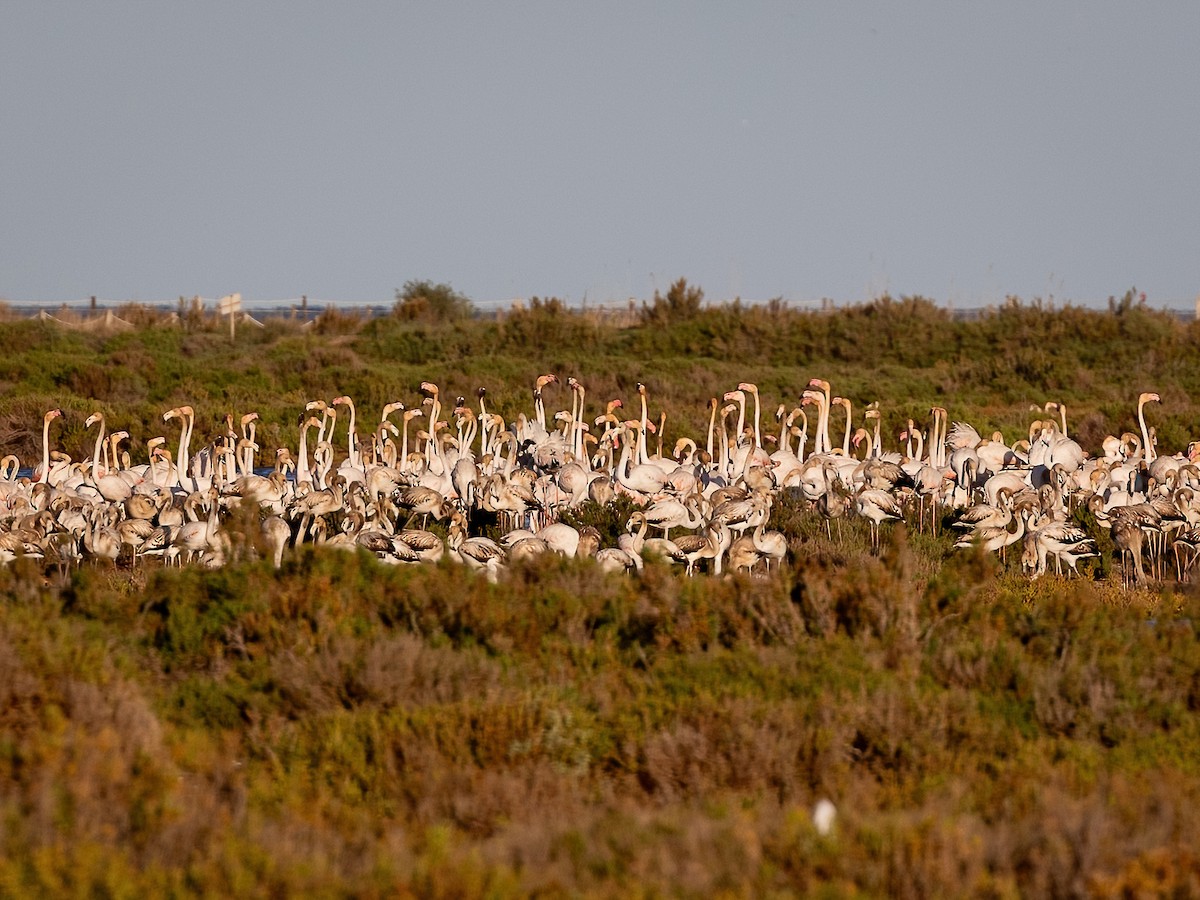 Greater Flamingo - Sean Sparrow