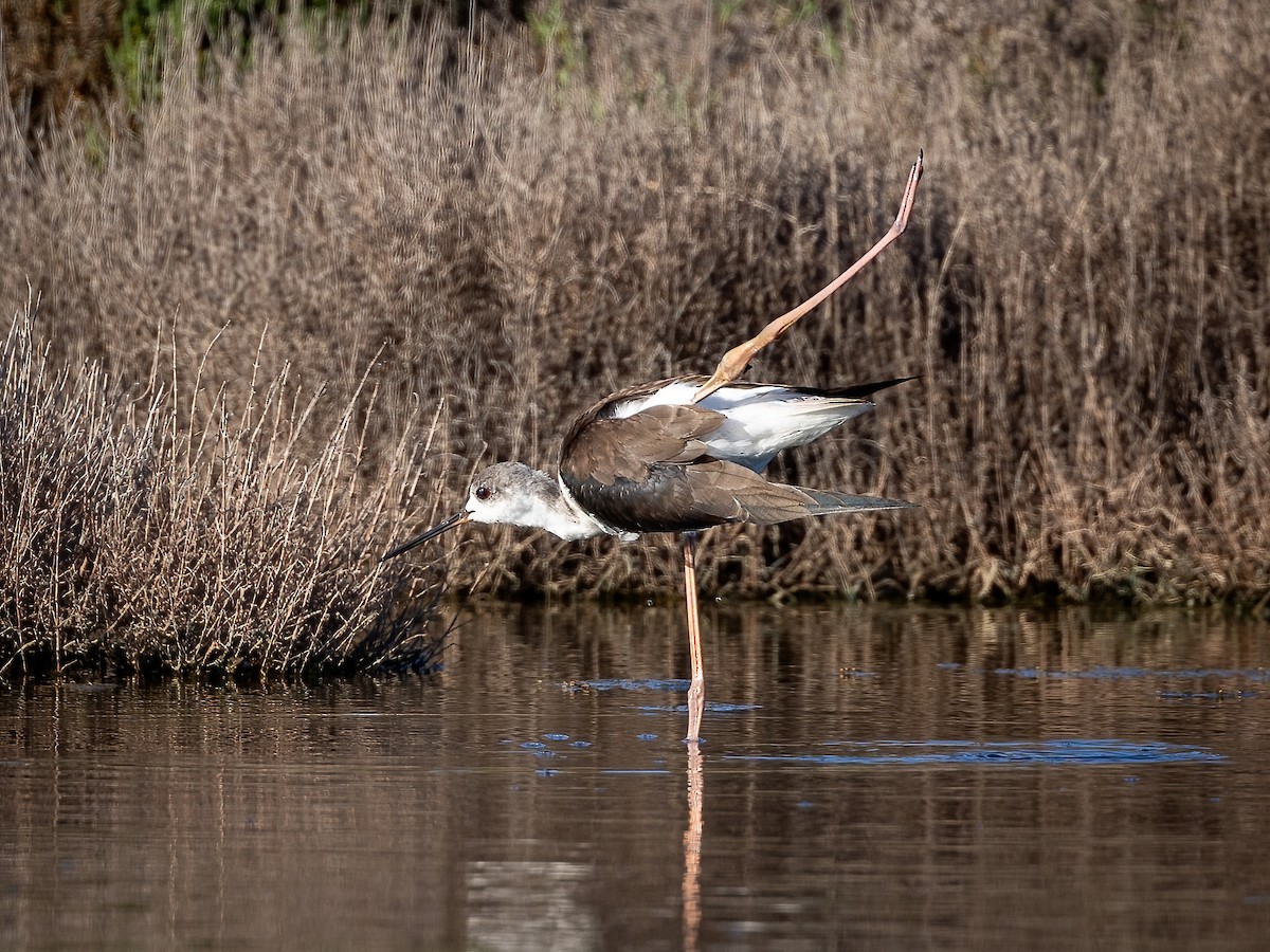 Black-winged Stilt - ML609720212