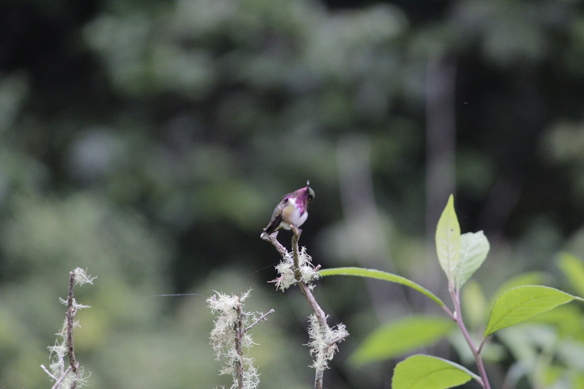 Wine-throated Hummingbird - ML609720292