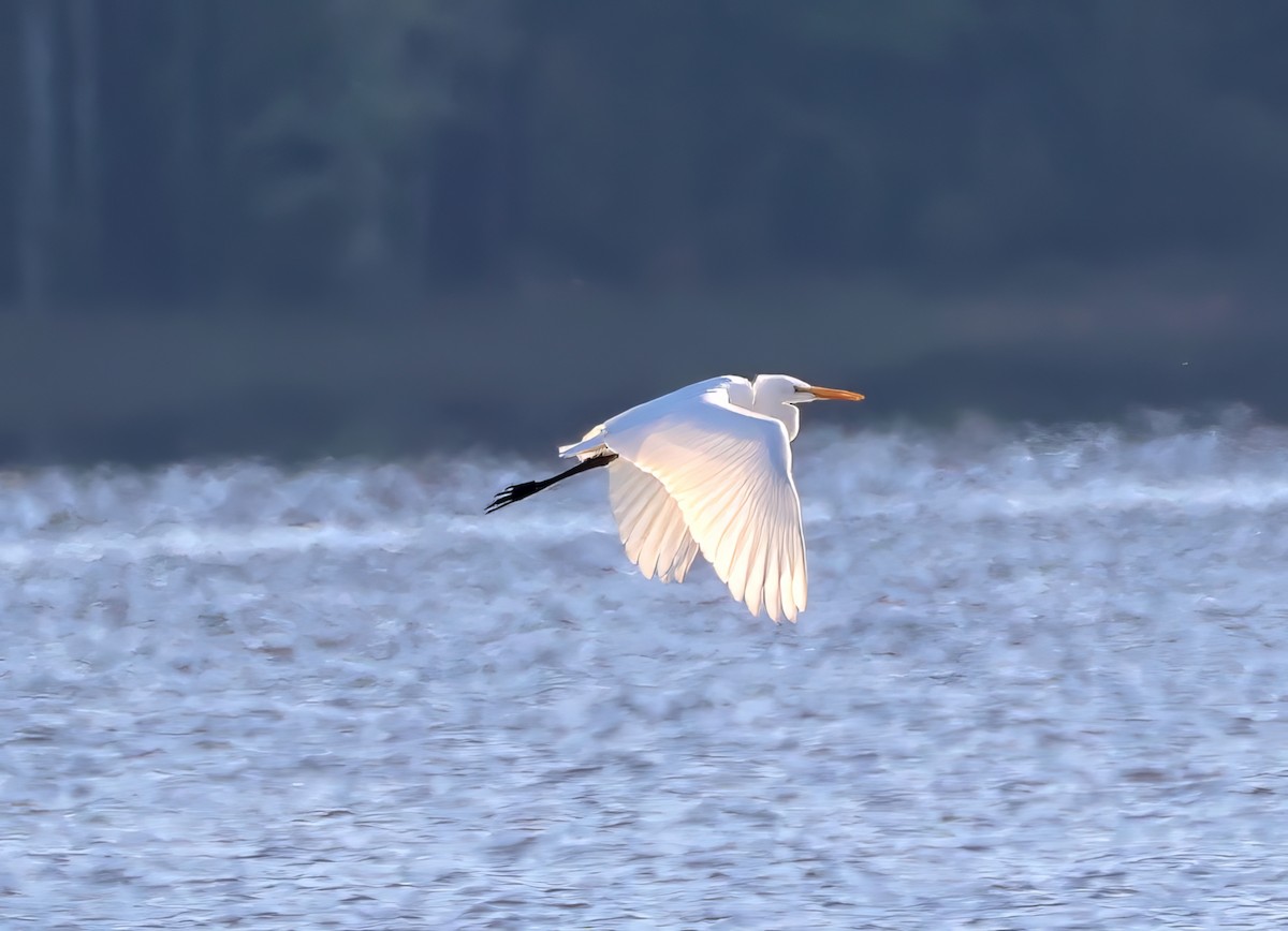 Great Egret - Lori White