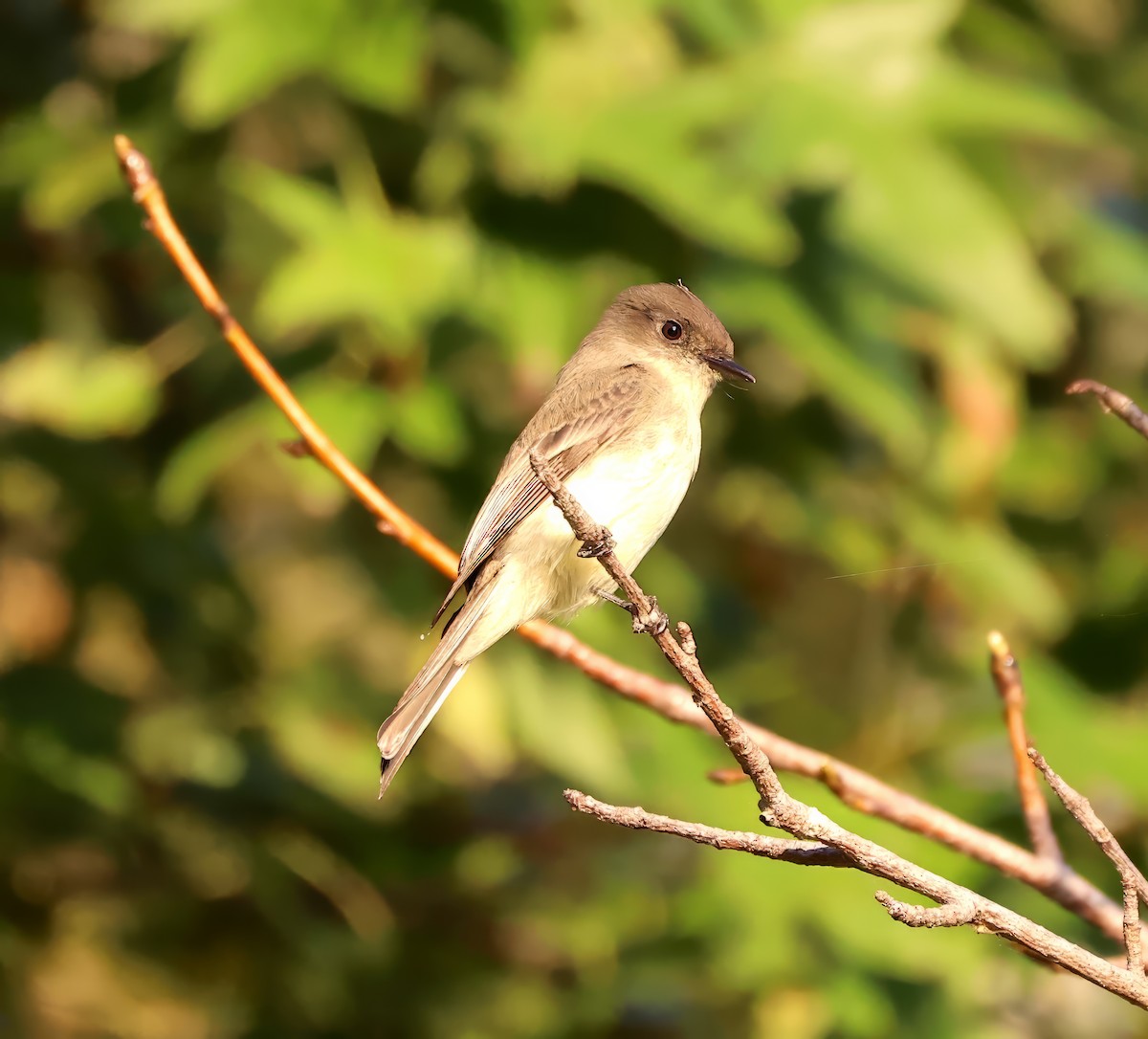 Eastern Phoebe - ML609720472