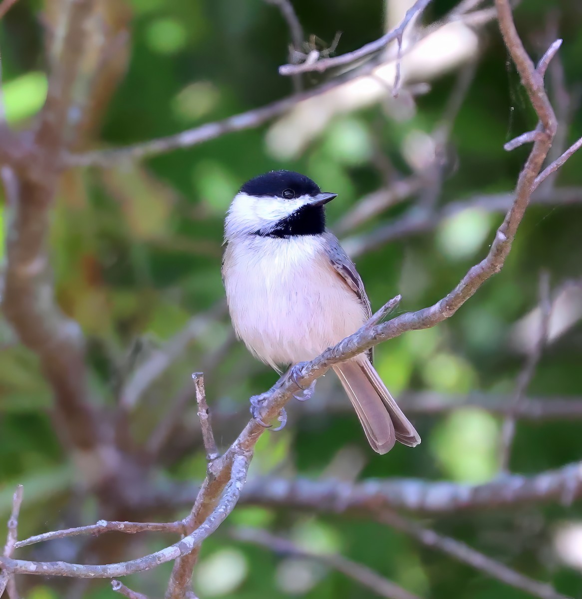 Carolina Chickadee - Lori White