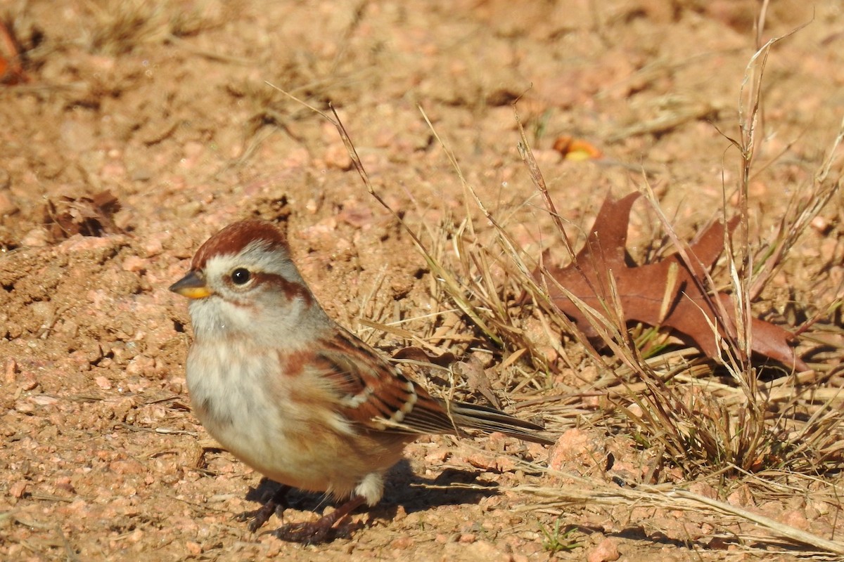 American Tree Sparrow - ML609720490