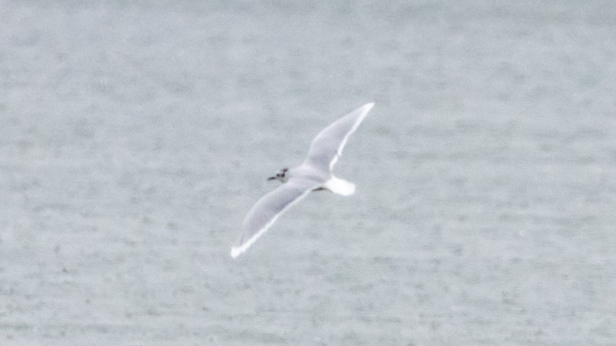 Little Gull - ML609720494