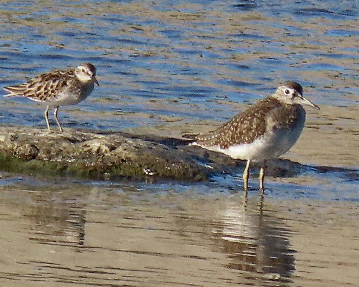 Solitary Sandpiper - ML609720518