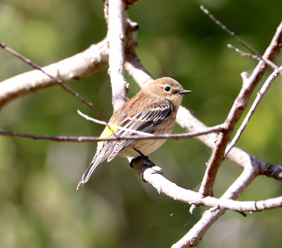 Yellow-rumped Warbler - ML609720522