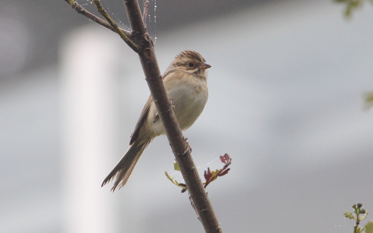 Clay-colored Sparrow - ML609720789