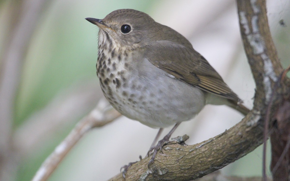 Hermit Thrush - ML609720851