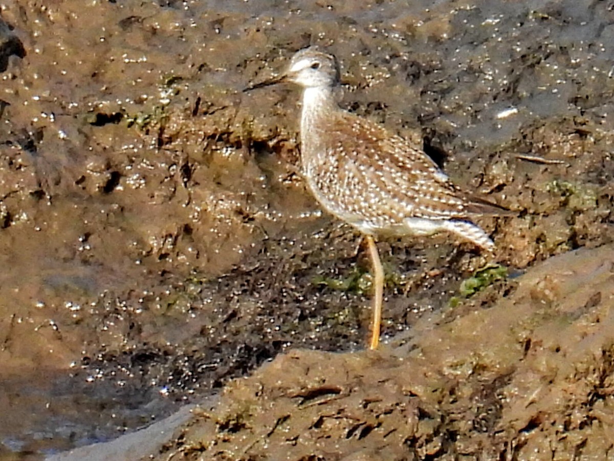 Lesser Yellowlegs - Manuel Hermosilla