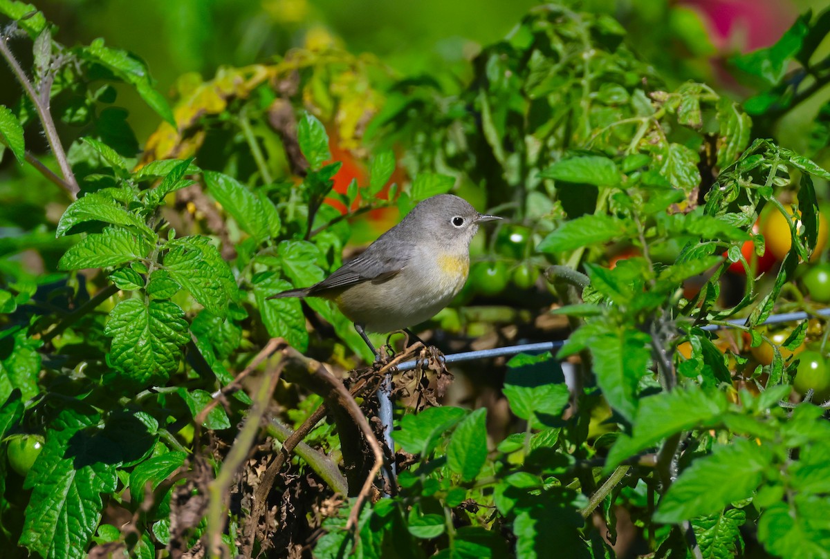 Gelbsteiß-Waldsänger - ML609720884