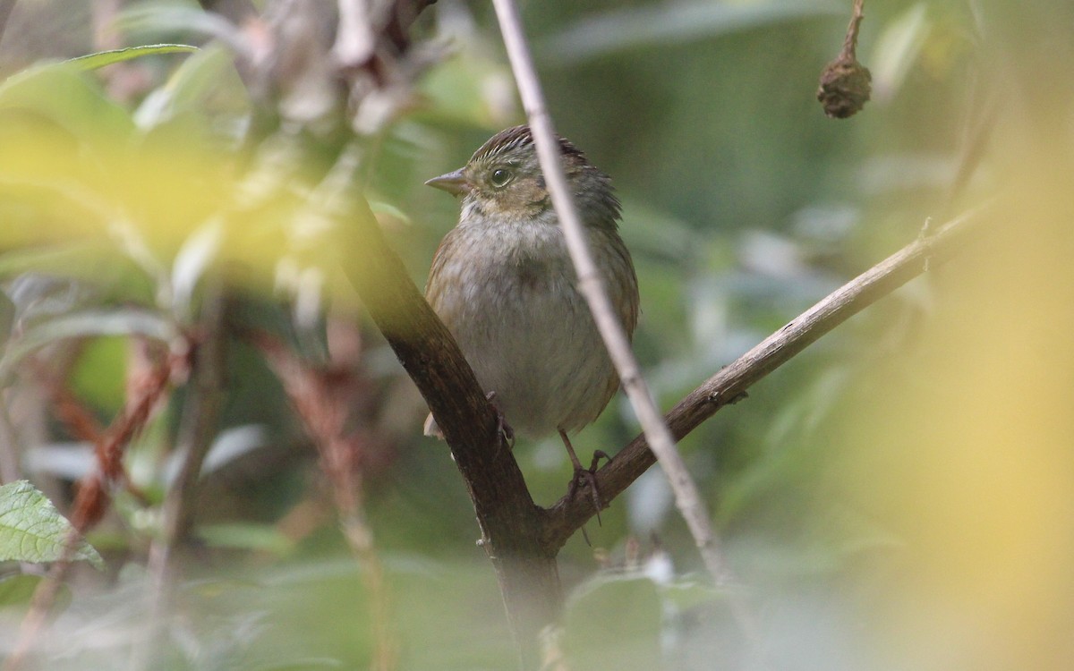 Swamp Sparrow - ML609721037