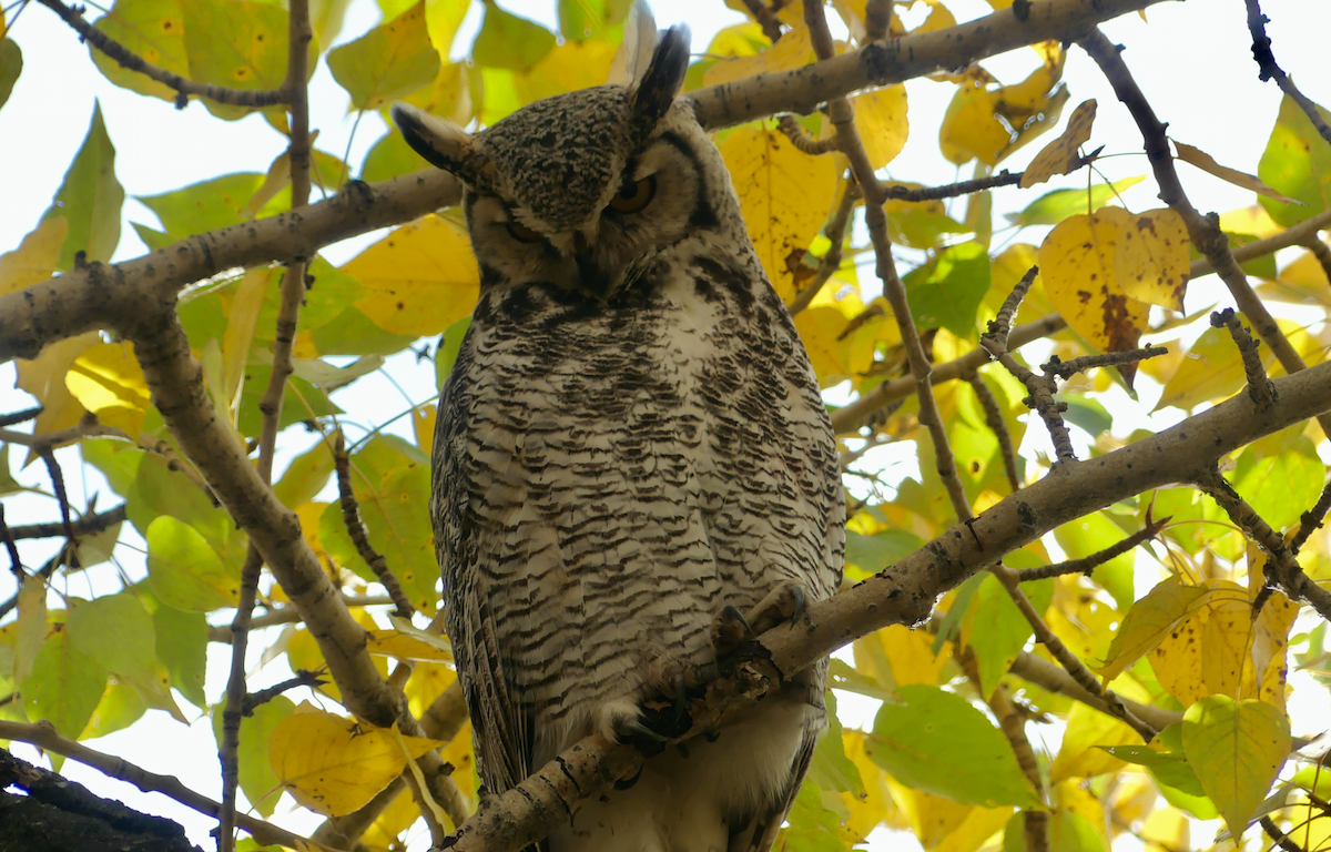 Great Horned Owl - ML609721038