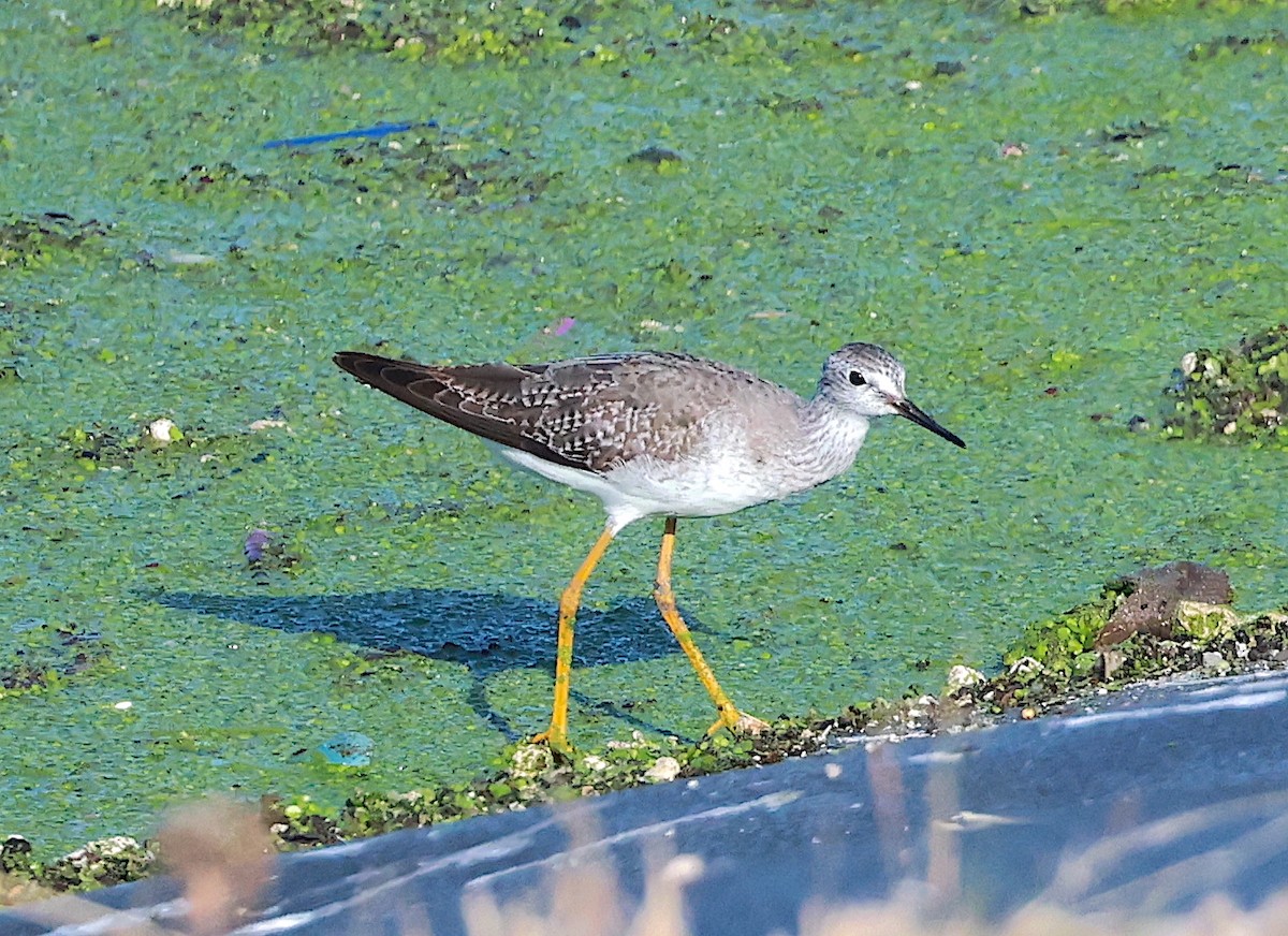 Lesser Yellowlegs - ML609721311