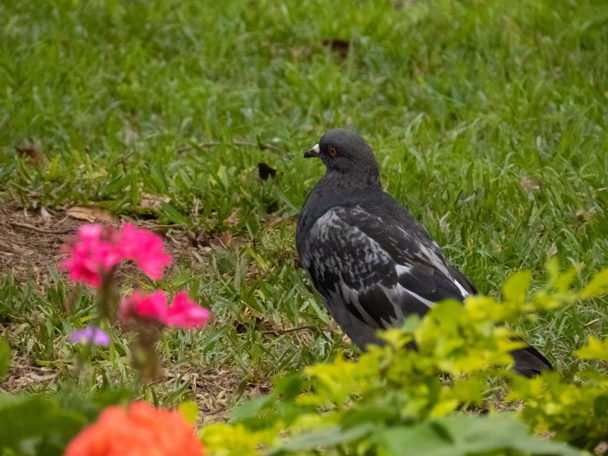 Rock Pigeon (Feral Pigeon) - ML609721363