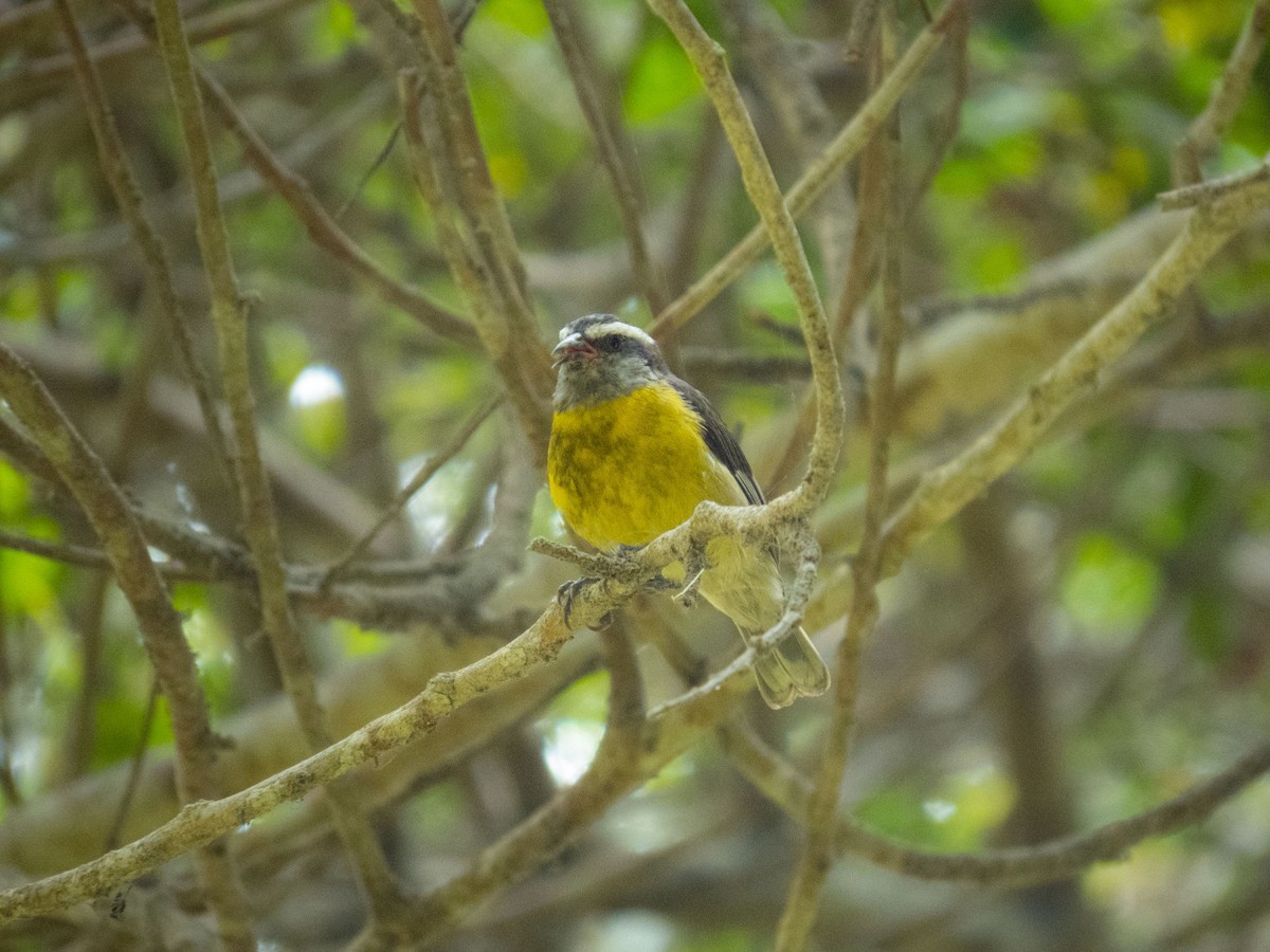 Bananaquit - Melisa Yaguno Melgar