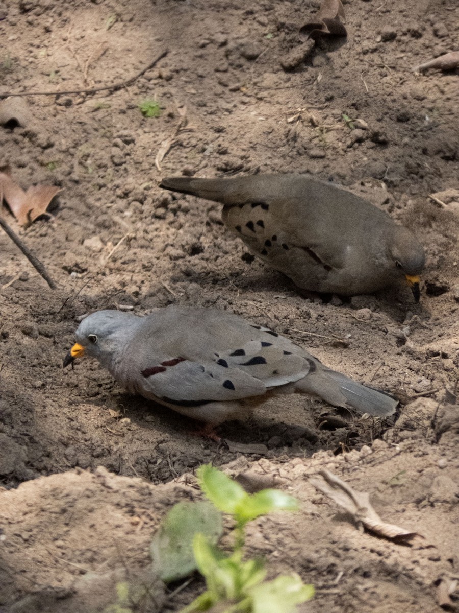 Croaking Ground Dove - ML609721457