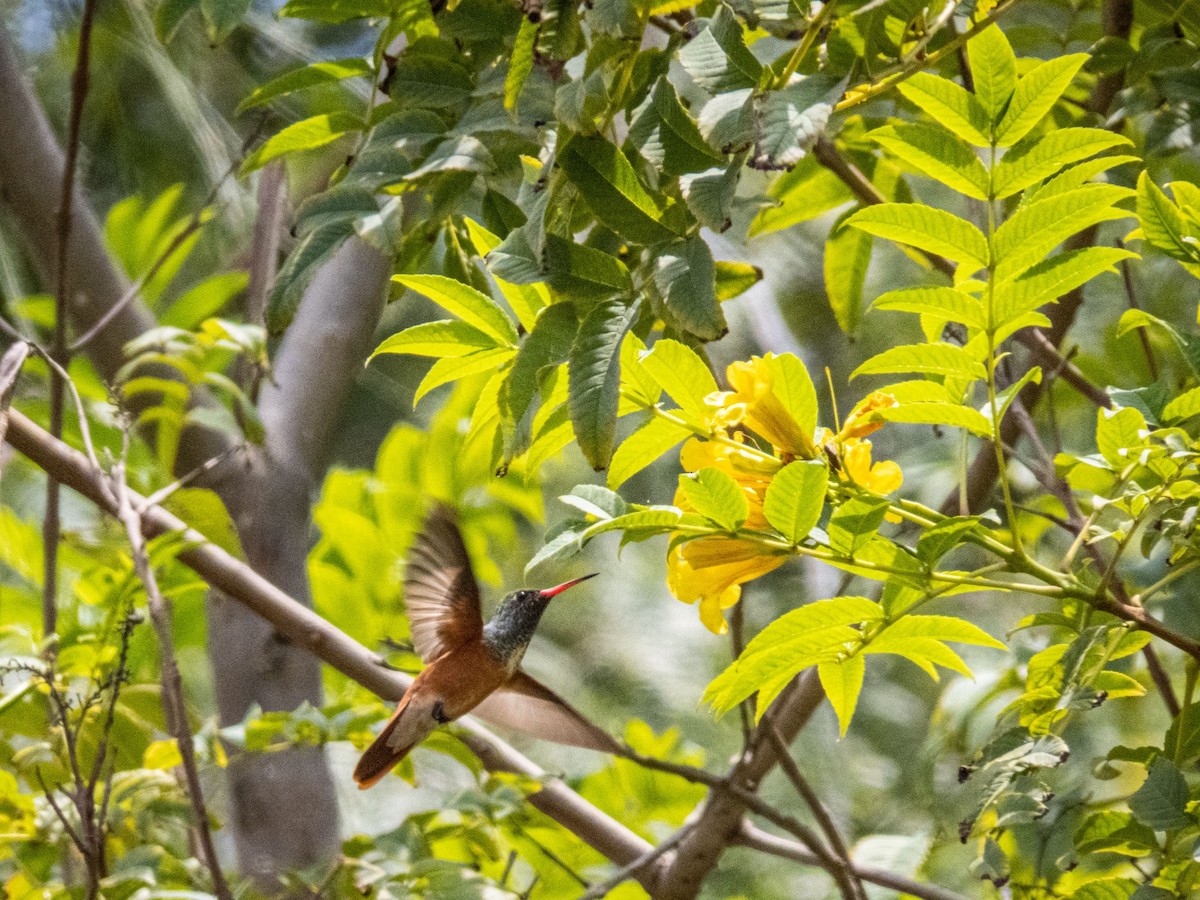 Amazilia Hummingbird - ML609721484