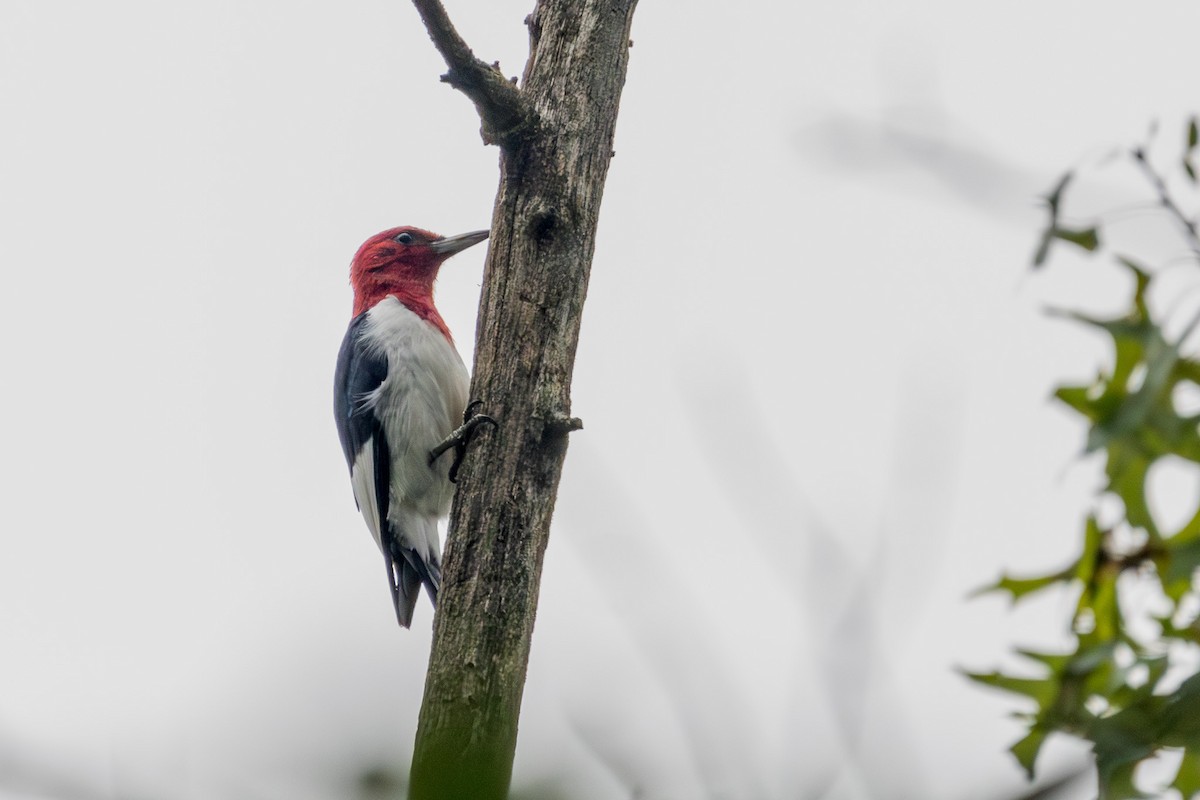 Red-headed Woodpecker - ML609721504