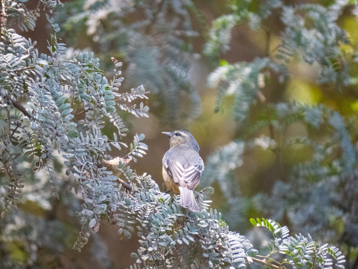 Cinereous Conebill - ML609721505